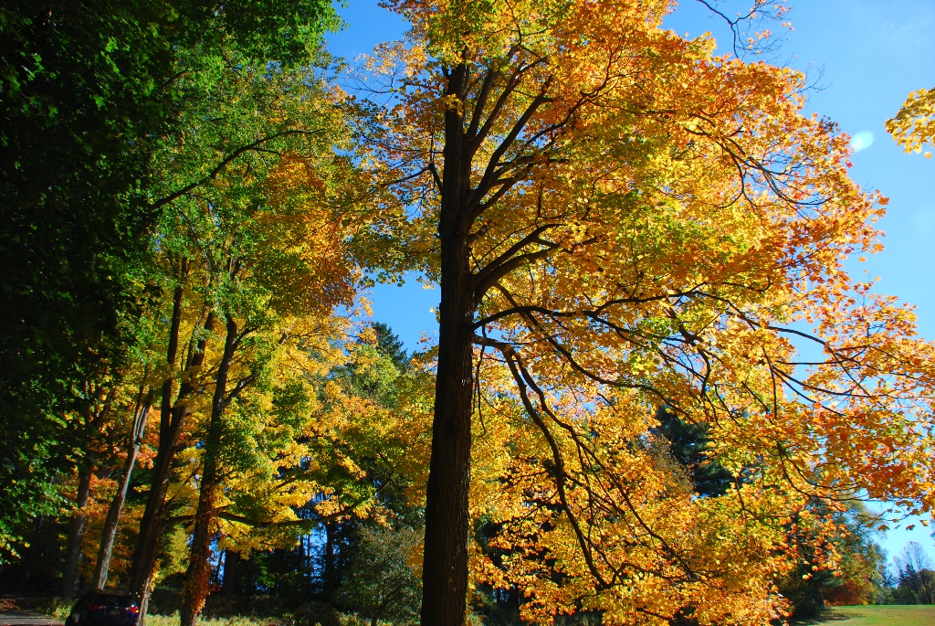 DSC_4526.JPG